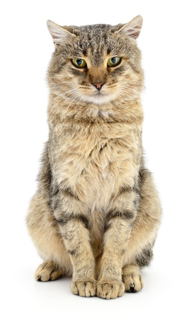 Small gray kitten on a white background