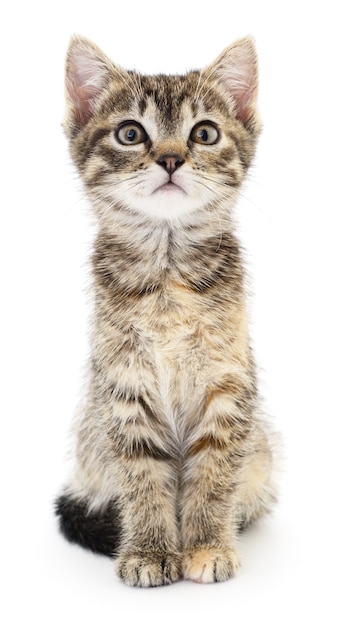 Small gray kitten on a white background