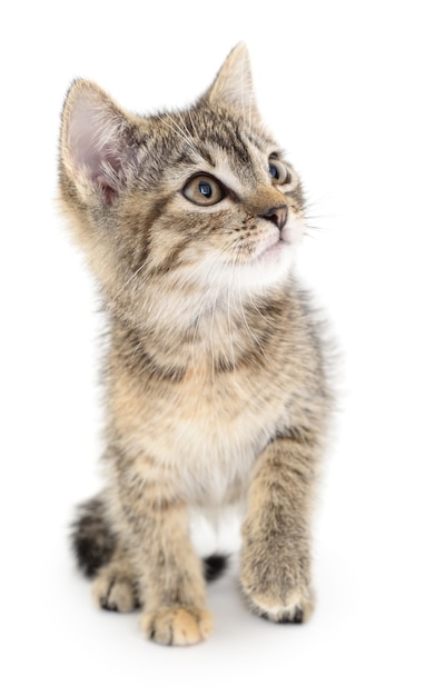 Small gray kitten on a white background