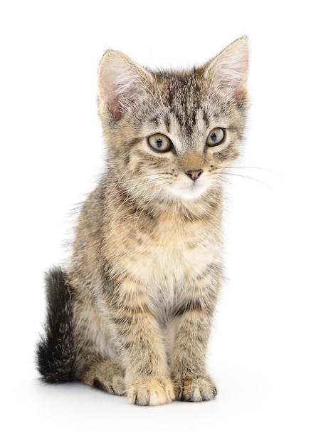 Small gray kitten on a white background