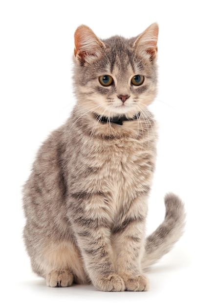 Small gray kitten on a white background