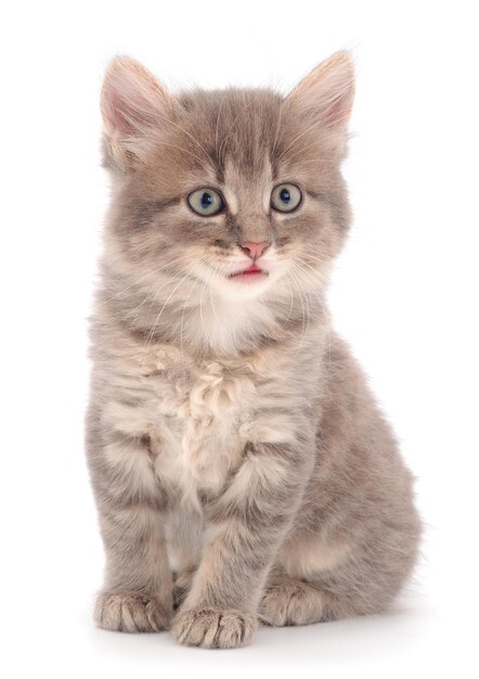 Small gray kitten on a white background