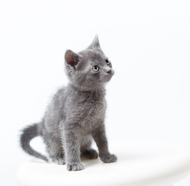 白い背景の上の小さな灰色の子猫