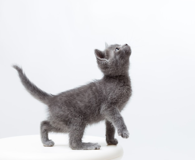 Small gray kitten on a white background