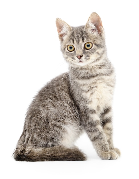 Small gray kitten on white