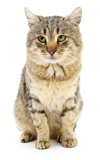 Small gray kitten on white