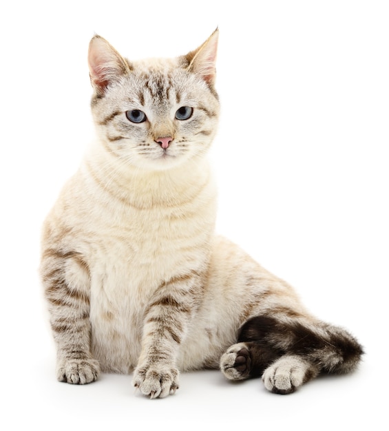 Small gray kitten on white