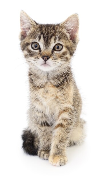 Small gray kitten on white