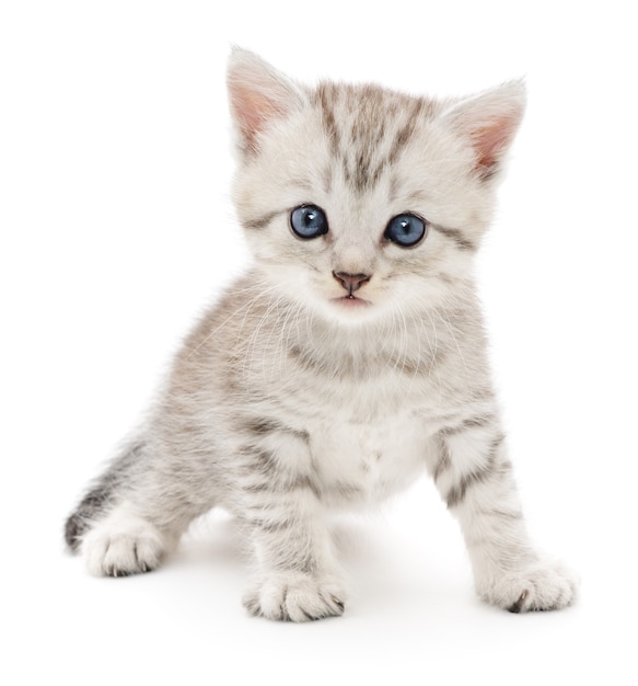 Small gray kitten on white