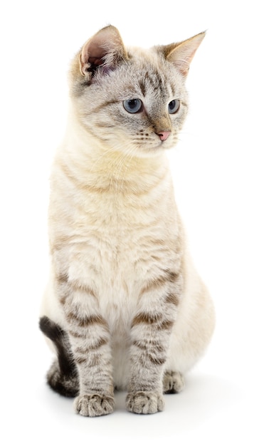 Small gray kitten on a white