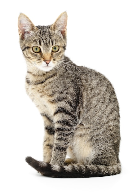 Small gray kitten on a white