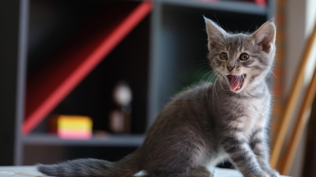 Small gray kitten with open mouth is sitting on table hungry little cat asks for food at home