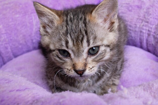 Small gray kitten with sore eyes closeup