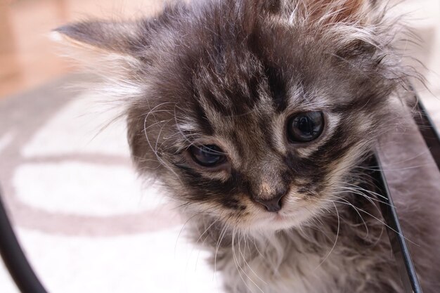 目の痛みのクローズアップと小さな灰色の子猫