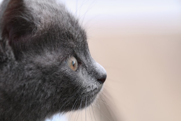 Small gray kitten with yellow eyes longhaired cute a cat