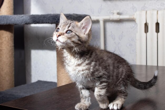 木製のテーブルの上の小さな灰色の子猫