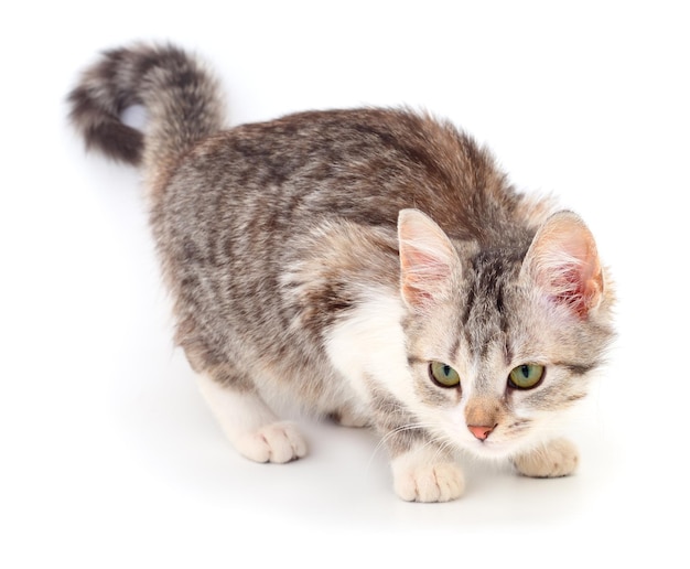 Small gray kitten