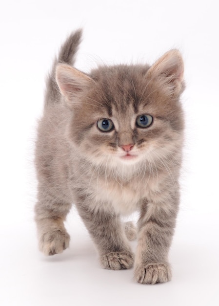 Small gray kitten