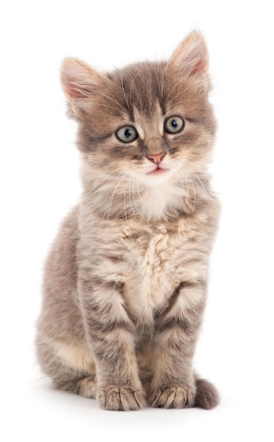 Small gray kitten