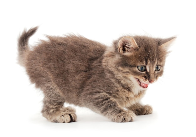 Small gray kitten