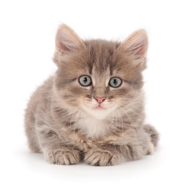 Small gray kitten