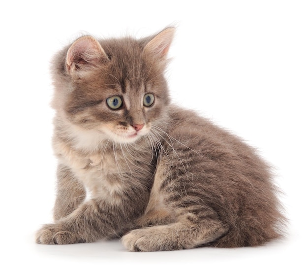 Small gray kitten