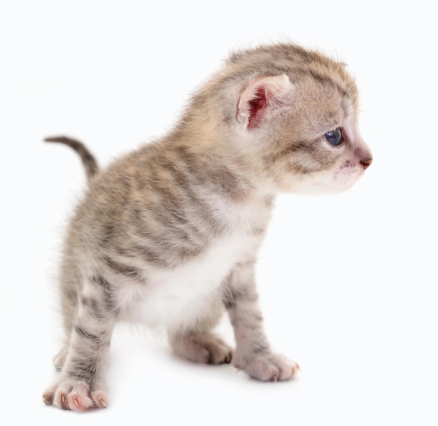 Small gray kitten