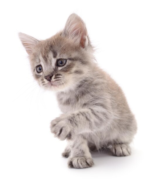 Photo small gray kitten