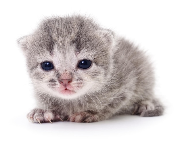 작은 회색 새끼 고양이