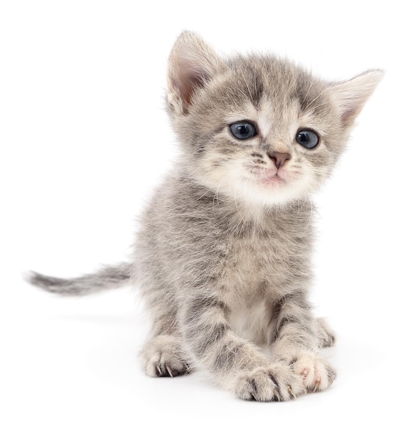 Small gray kitten