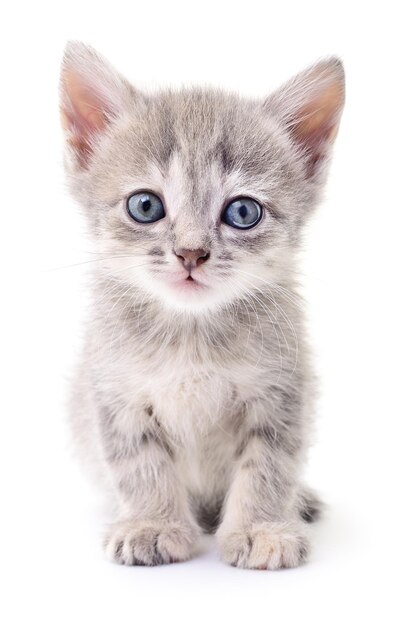 Small gray kitten