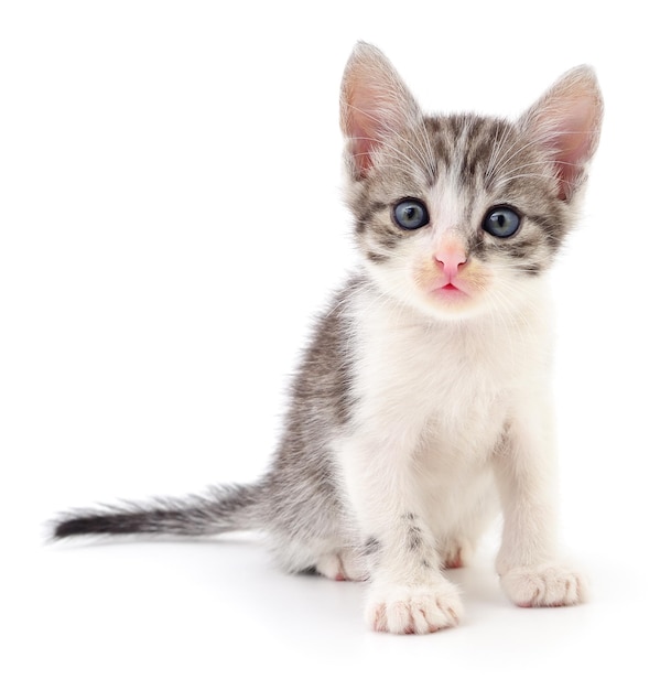 Small gray kitten