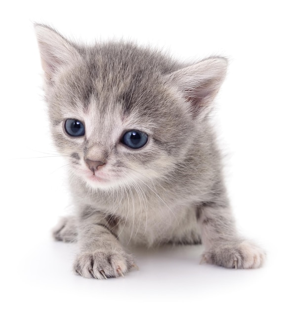 Small gray kitten