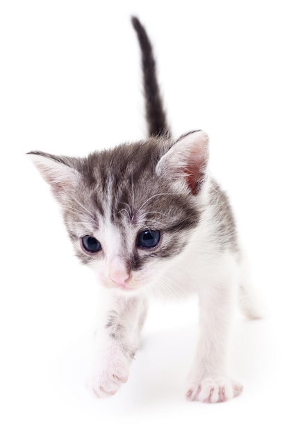 Small gray kitten