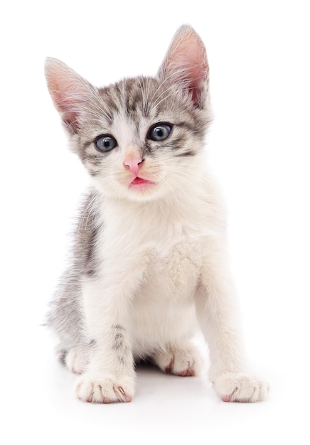 Small gray kitten