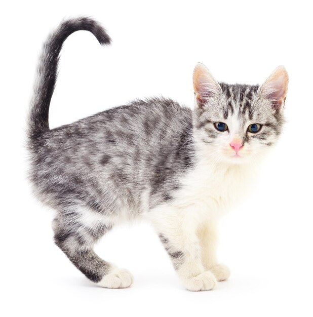 小さな灰色の子猫