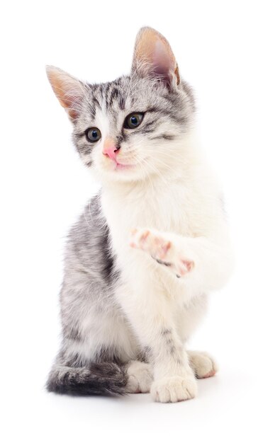 Small gray kitten