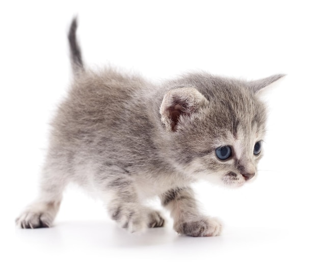 Small gray kitten