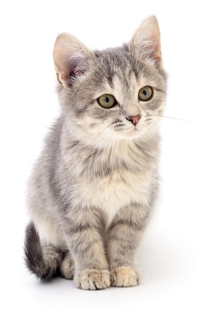 Small gray kitten