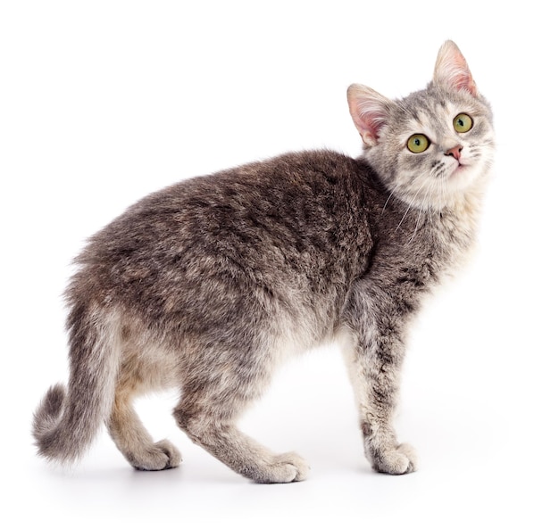 小さな灰色の子猫