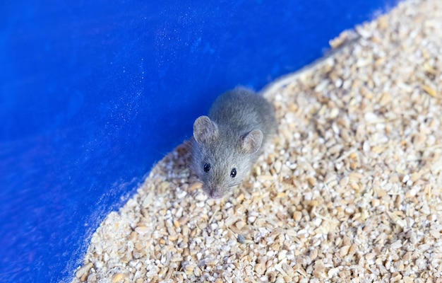 A small gray mouse is sitting on a grain of wheat portrait of a mouse rodent spoils the harvest