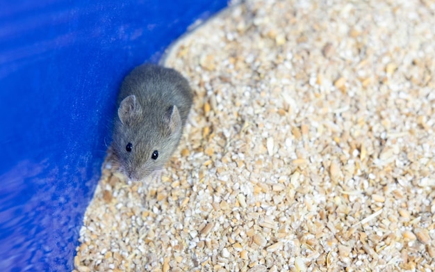 A small gray mouse is sitting on a grain of wheat portrait of a mouse rodent spoils the harvest