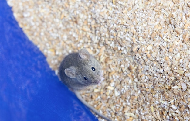 A small gray mouse is sitting on a grain of wheat portrait of a mouse rodent spoils the harvest