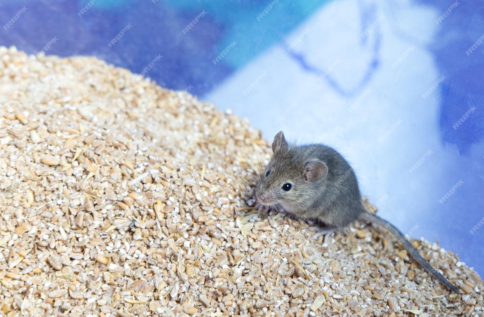 Premium Photo | A small gray mouse is sitting on a grain of wheat portrait  of a mouse rodent spoils the harvest