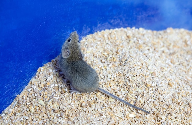 A small gray mouse is sitting on a grain of wheat portrait of a mouse rodent spoils the harvest