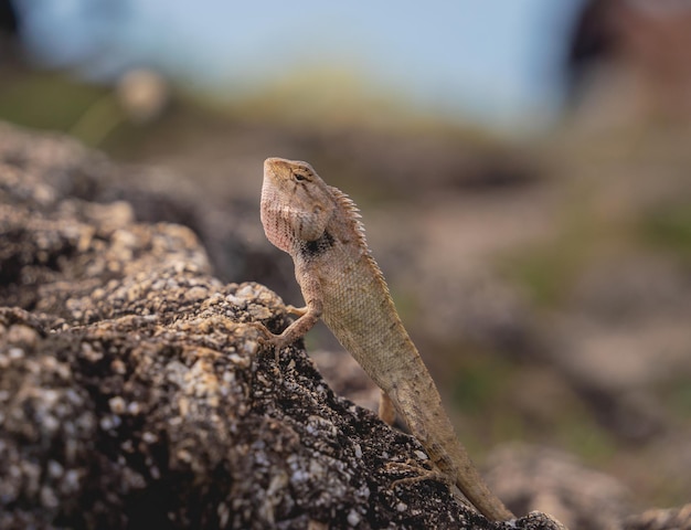 Small gray rock lizard on a stone