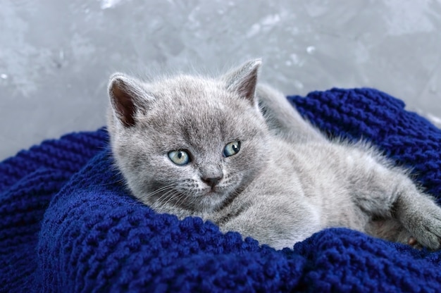 Маленький серый шотландский прямой котенок в корзине. Счастливый котенок присматривается.