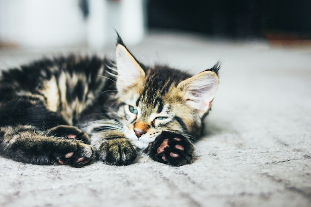 Маленький серый спящий полосатый котенок мейн кун несколько месяцев лежал на полу