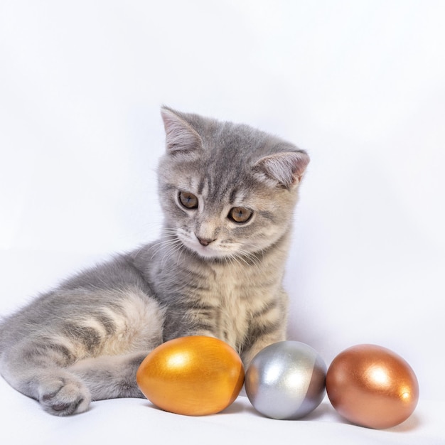 A small gray striped kitten is playing with colored colored eggs lying on a white bed Easter with pets