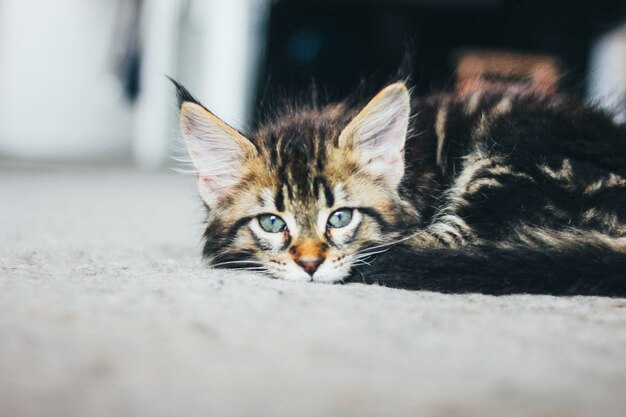 Small gray striped kitten lying on floor and looking at camera